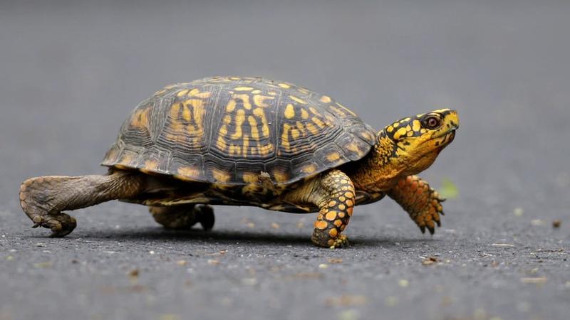  A woman from China pleaded guilty on Friday to attempting to smuggle 29 eastern box turtles