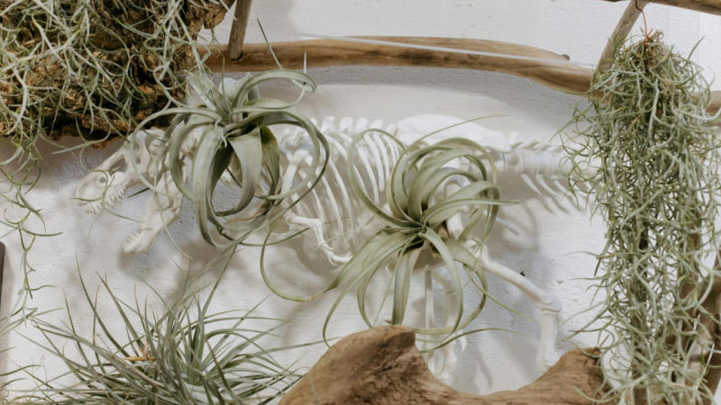 Air Plants