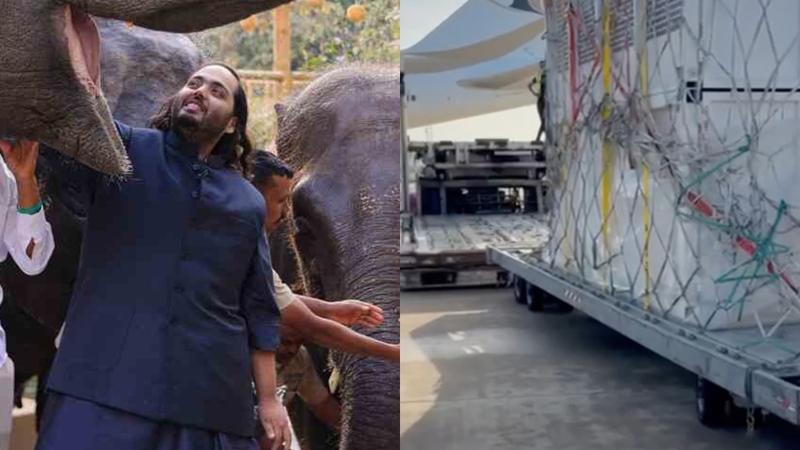 Anant Ambani, Vantara, elephants