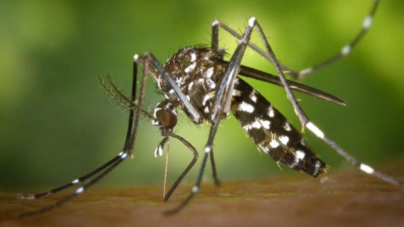 MP govt launches awareness campaign to eliminate mosquito-borne diseases