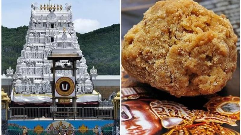 Animal fat used tirupathi temple prasadam laddoo