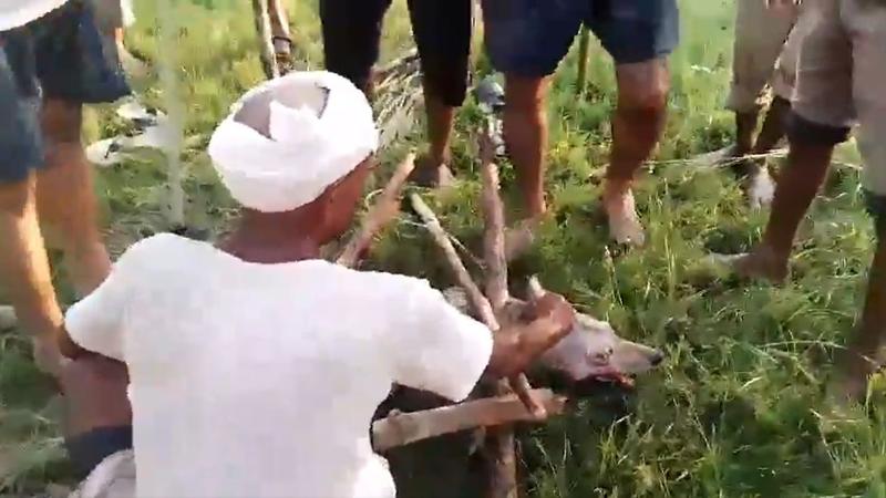 another man eating wolf caught in bahraich had created terror