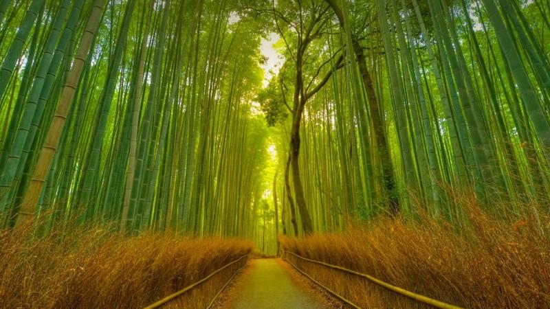 Places to surely visit in Japan this monsoon season