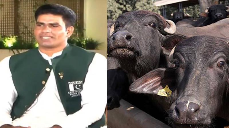 Arshad Nadeem reacts on being gifted a buffalo