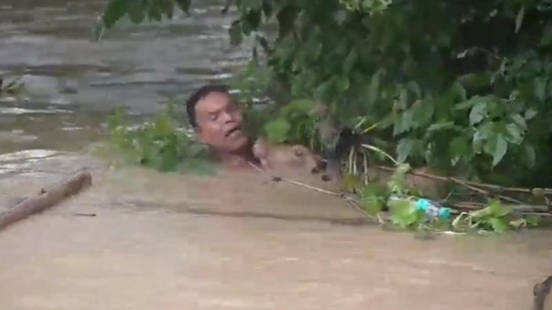 Assam Man Risks His Life, Goes Neck-Deep In Floodwater To Save A Drowning Calf | WATCH