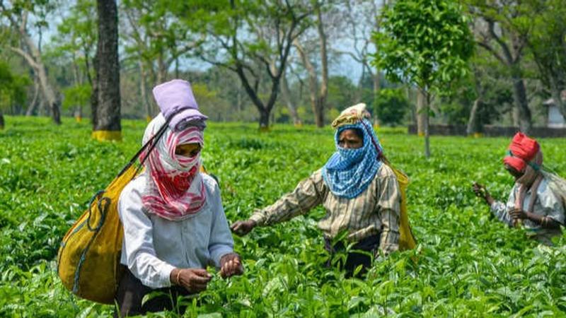 Assam tea worker