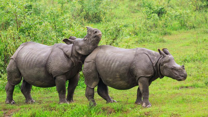 Assam’s Rhino Population Surges from 600 to 3,000; Poaching Down by 86% Since 2016Assam’s Rhino Population Surges from 600 to 3,000; Poaching Down by 86% Since 2016