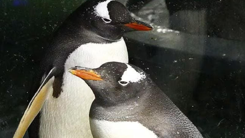 Australian gentoo penguin