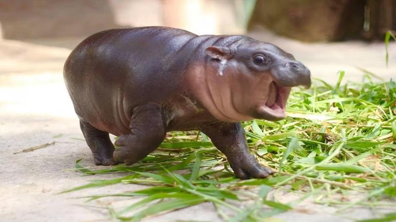 Baby hippo Moo Deng receives $290,000 donation from crypto billionaire