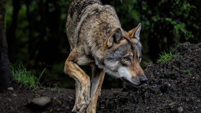 UP: Fresh wolf pack sighting causes panic among locals of Bahraich