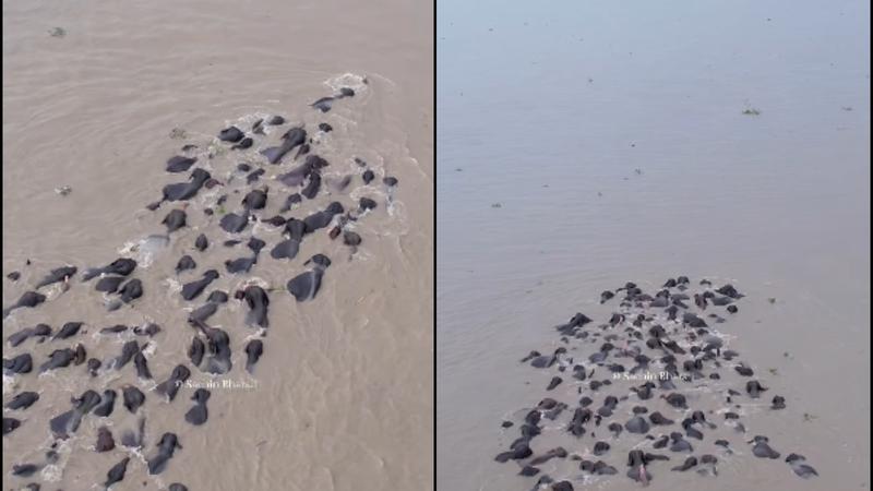 Elephant Herd Creates Breathtaking Spectacle Crossing Brahmaputr