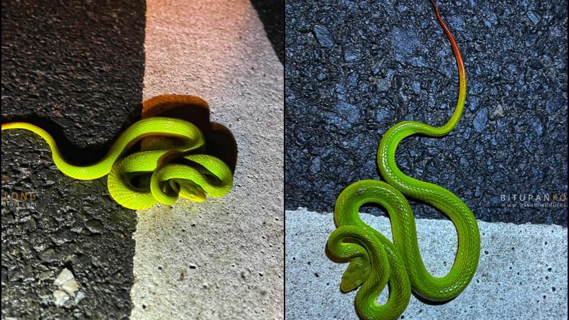 Salazar Pit Viper: Unveiling the Magical Link Between Nature and Harry ...