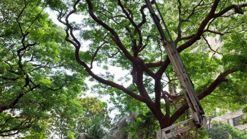 Bengaluru boy critically injured after tree branch falls on him