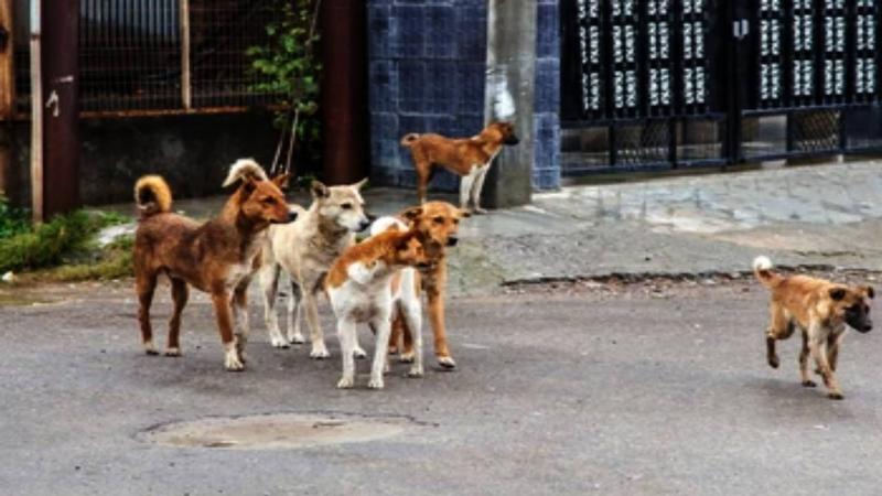 bengaluru stray dogs attack