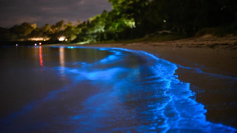 Bioluminescent waves