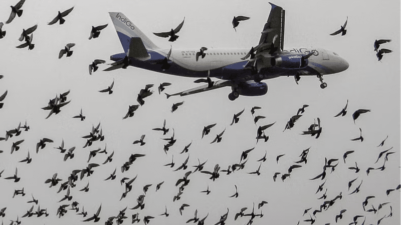 Bird hit incidents a rising concern at the Kolkata airport