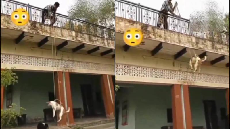 Boy Drops Down Dog From Terrace by Ropes, Netizens Reacts