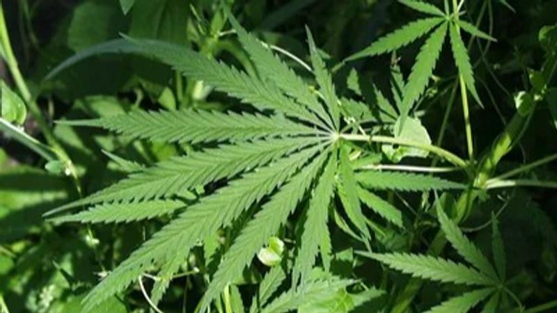 Cannabis to become legal in Himachal Pradesh as State Assembly passes resolution