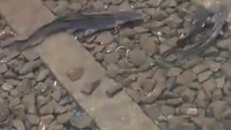 Catfish Spotted Swimming on Flooded Mumbai Local Railway Tracks