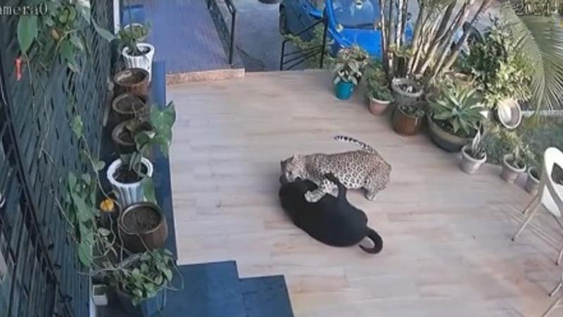 Caught on Cam: Leopard Enters Rajasthan House, Attacks Pet Dog 