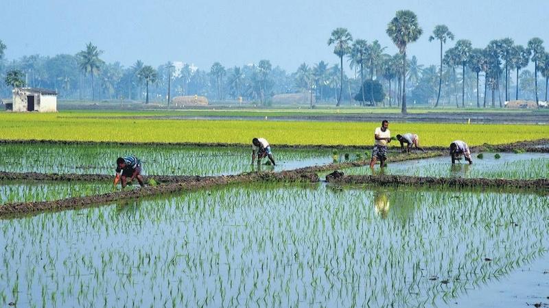 Central government launches national mission for natural farming