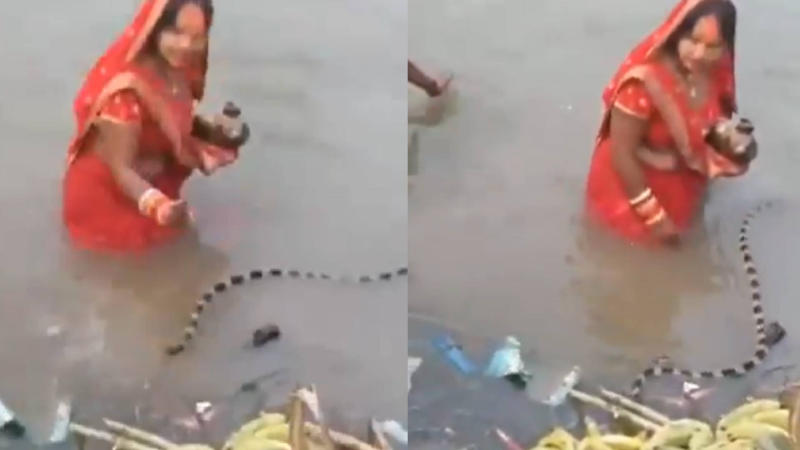 Chhath Puja Snake Viral Video