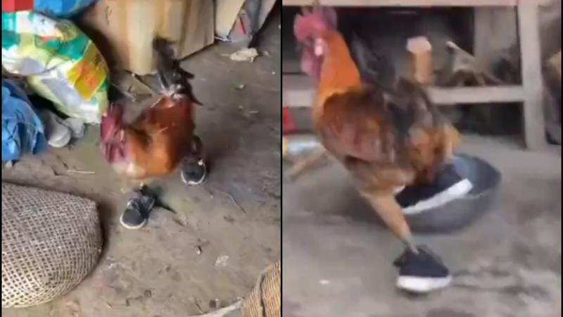 Chicken in Tiny Sneakers Breaks the Internet | VIRAL VIDEO