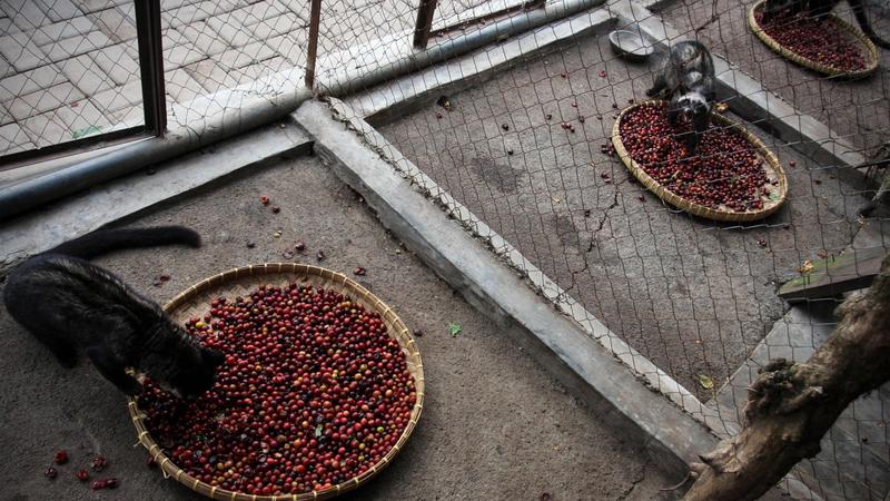 Civet Coffee, also known as Kopi Luwak, or more intriguingly, "cat poop coffee.