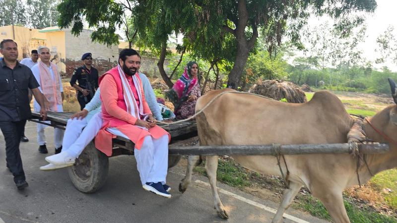 CM Nayab Singh Saini drove bullock cart