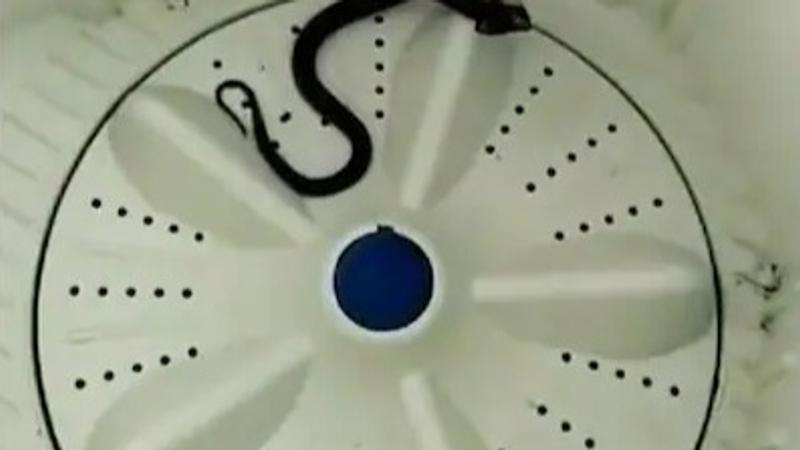 Cobra in washing machine 