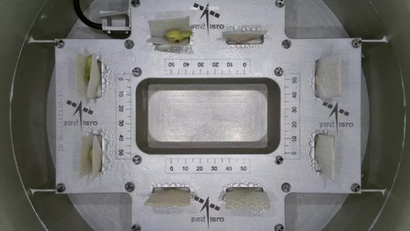 Cowpea seeds grown in space