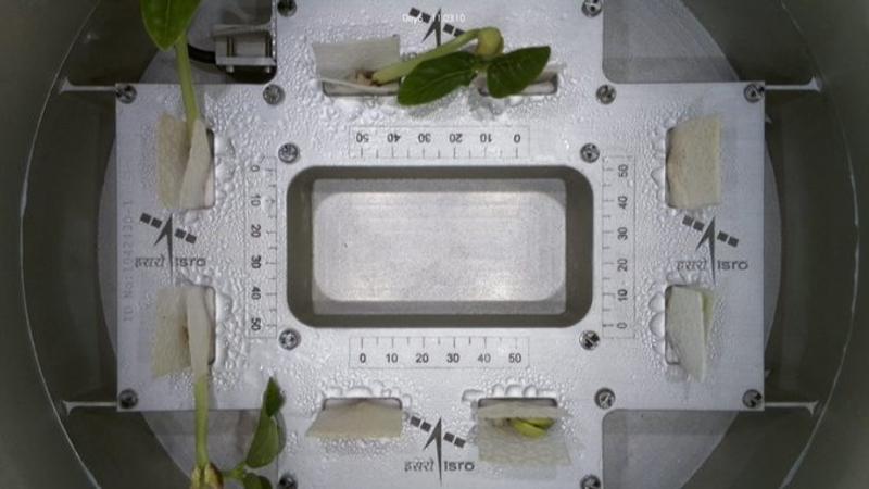 Cowpea sprouts, sent to space onboard the PSLV-C60 POEM-4 platform unveiled their first leaves in microgravity conditions.  