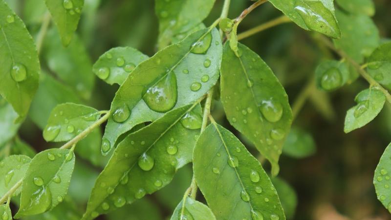 Curry leaves 