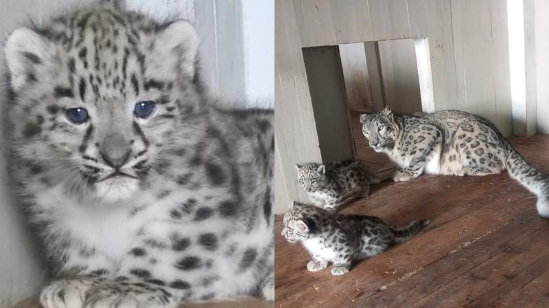 'Darling and Charming': Darjeeling Zoo Welcomes 2 Leopard Cubs, CM Mamata Names Them