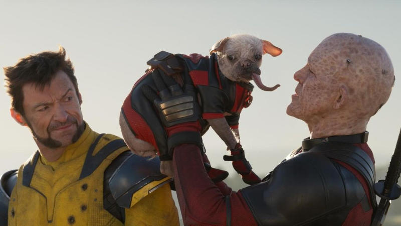 Meet Dogpool, 'Britain's Ugliest Dog' And Deadpool's Sidekick In ...