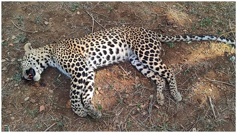 Leopard found dead in sanctuary in UP's Maharajganj