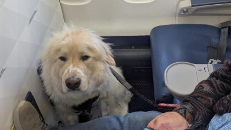 Delta Passenger Claims He Lost First-Class Seat to Accommodate Co-Passenger's Dog