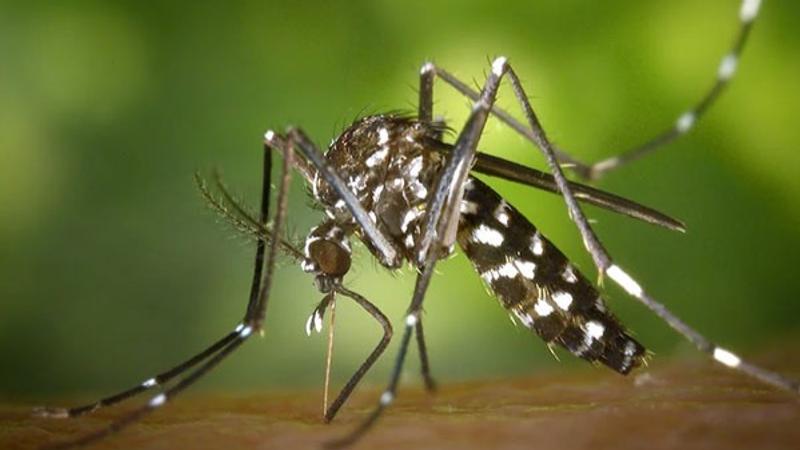 54-year-old man dies due to Dengue in Delhi marking first fatality of 2024 due to vector-borne disease