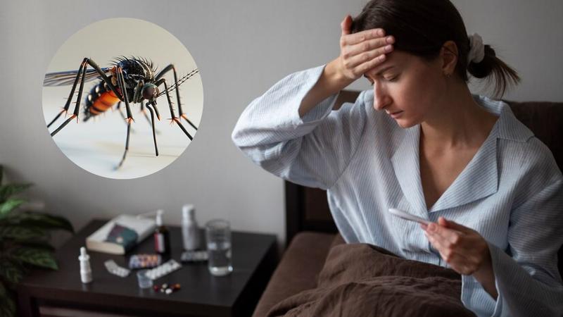 Dengue Symptoms