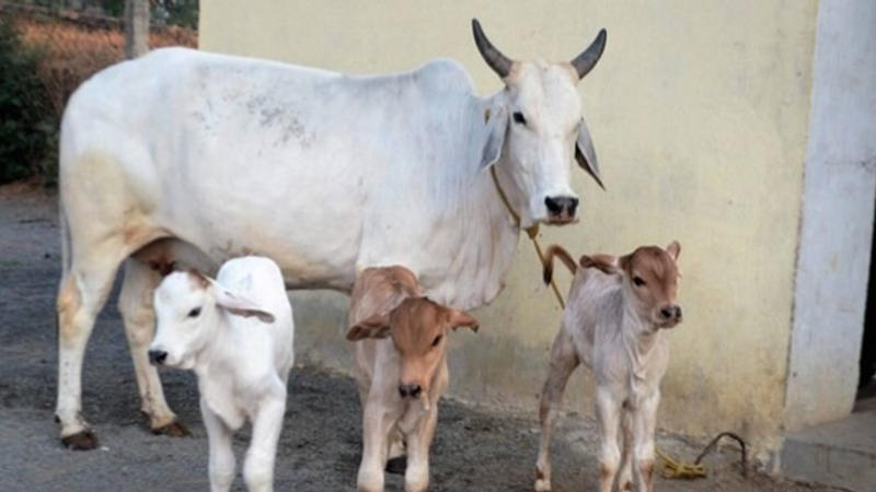 Desi Cows