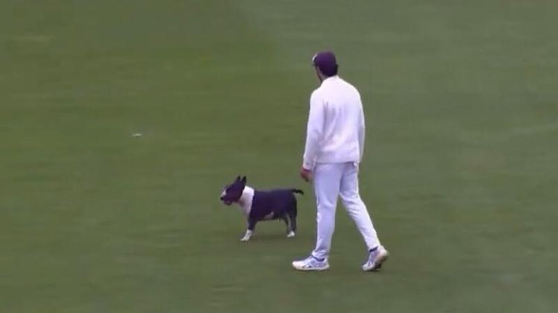 Dog Invades Pitch During County Championship Match