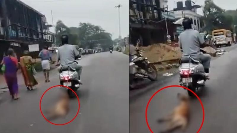 Dog Tied to Scooter Dragged For Miles In Karnataka's Udupi