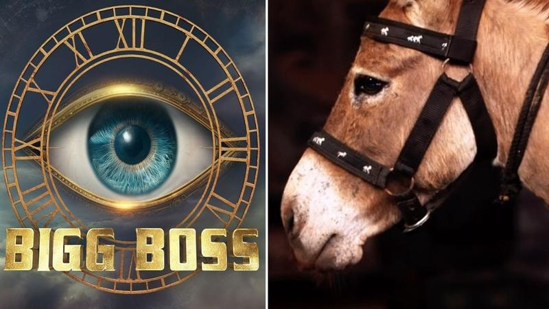 Donkey at Bigg Boss 18