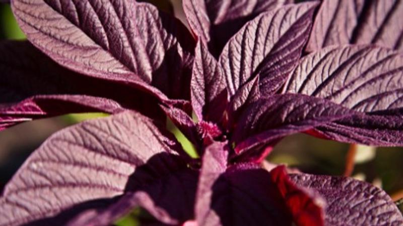 Edible Leaves