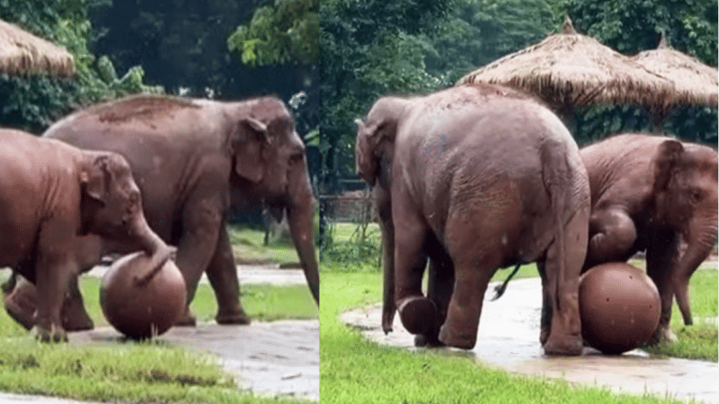 Elephant Viral Video