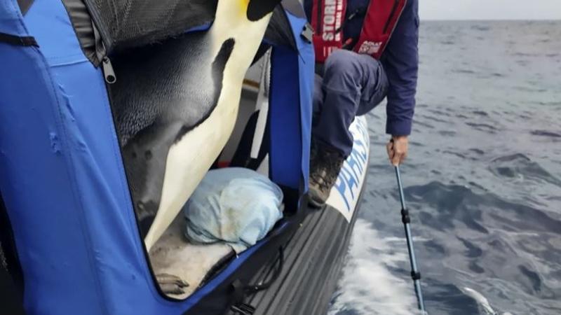 Emperor Penguin Released at Sea 20 Days After Waddling Onto Australian Beach