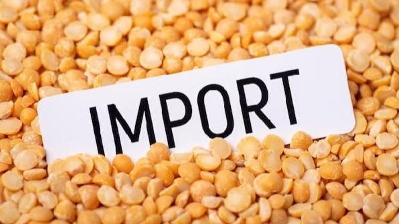 Govt allows imports of yellow peas without minimum price condition