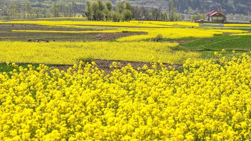 Govt approves MSP hike for Rabi crops in 2025-26; highest increase for Rapeseed & MustardGovt approves MSP hike for Rabi crops in 2025-26; highest increase for Rapeseed & Mustard