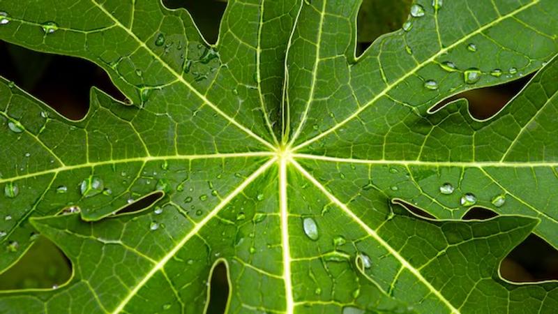 Green papaya leaves 