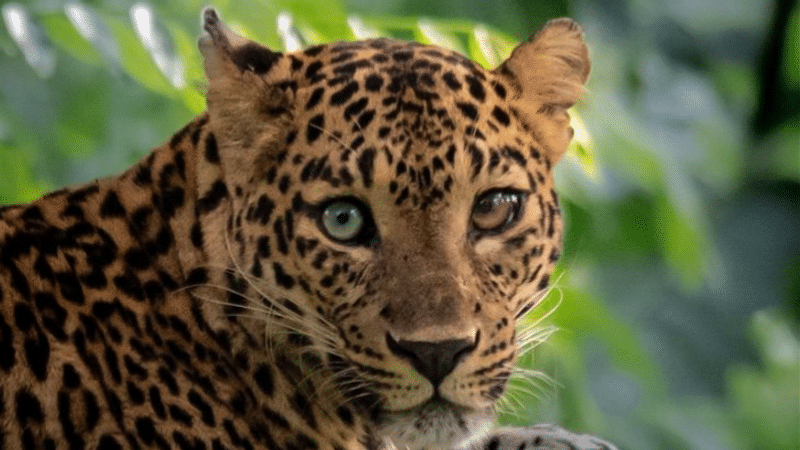 Woman Claims Sighting Leopard At Bhubaneswar Airport, Triggers Search ...